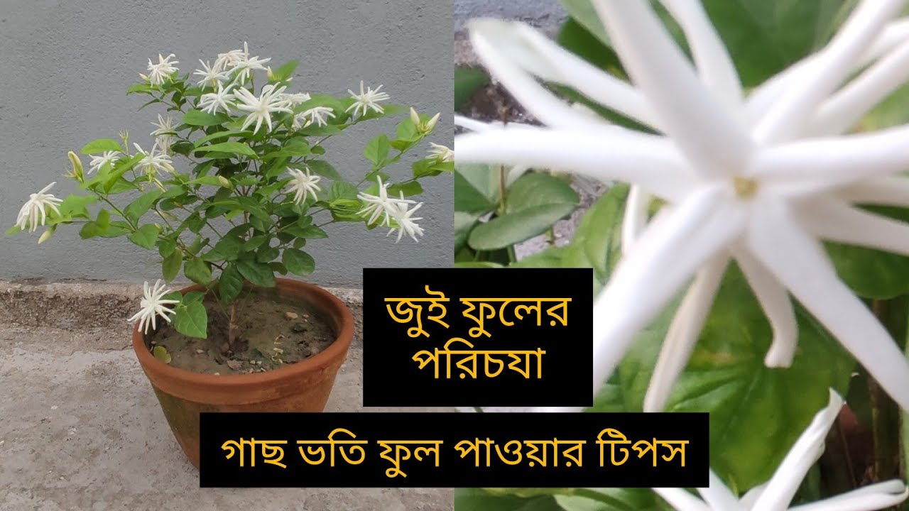 #zooey #জুই #flowers #জুই ফুলের পরিচযা।। #জুই ফুল//zooey flower care