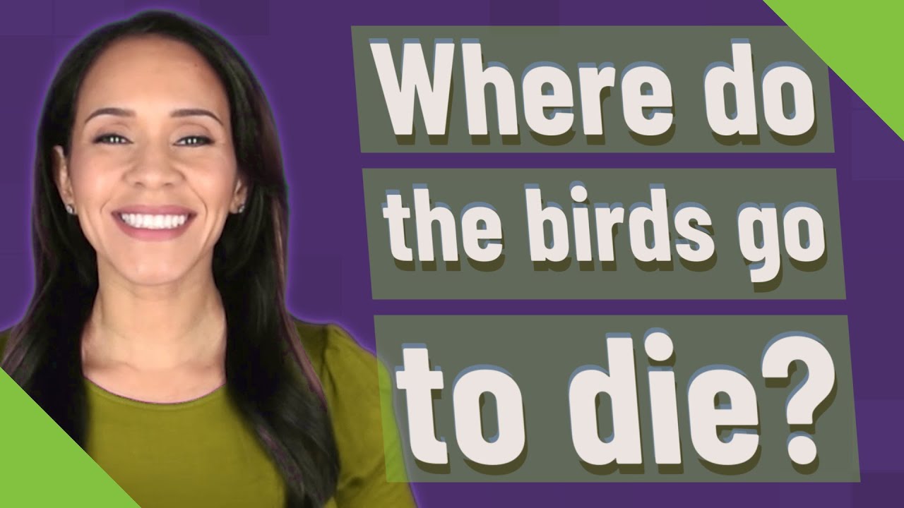 Where do the birds go to die? YouTube