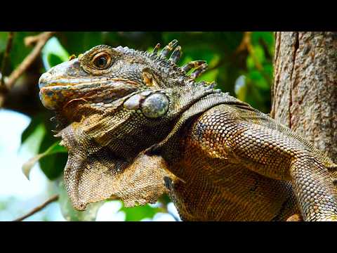 WILD GALAPAGOS | The Fight for Survival | Ultra HD Wildlife Documentary