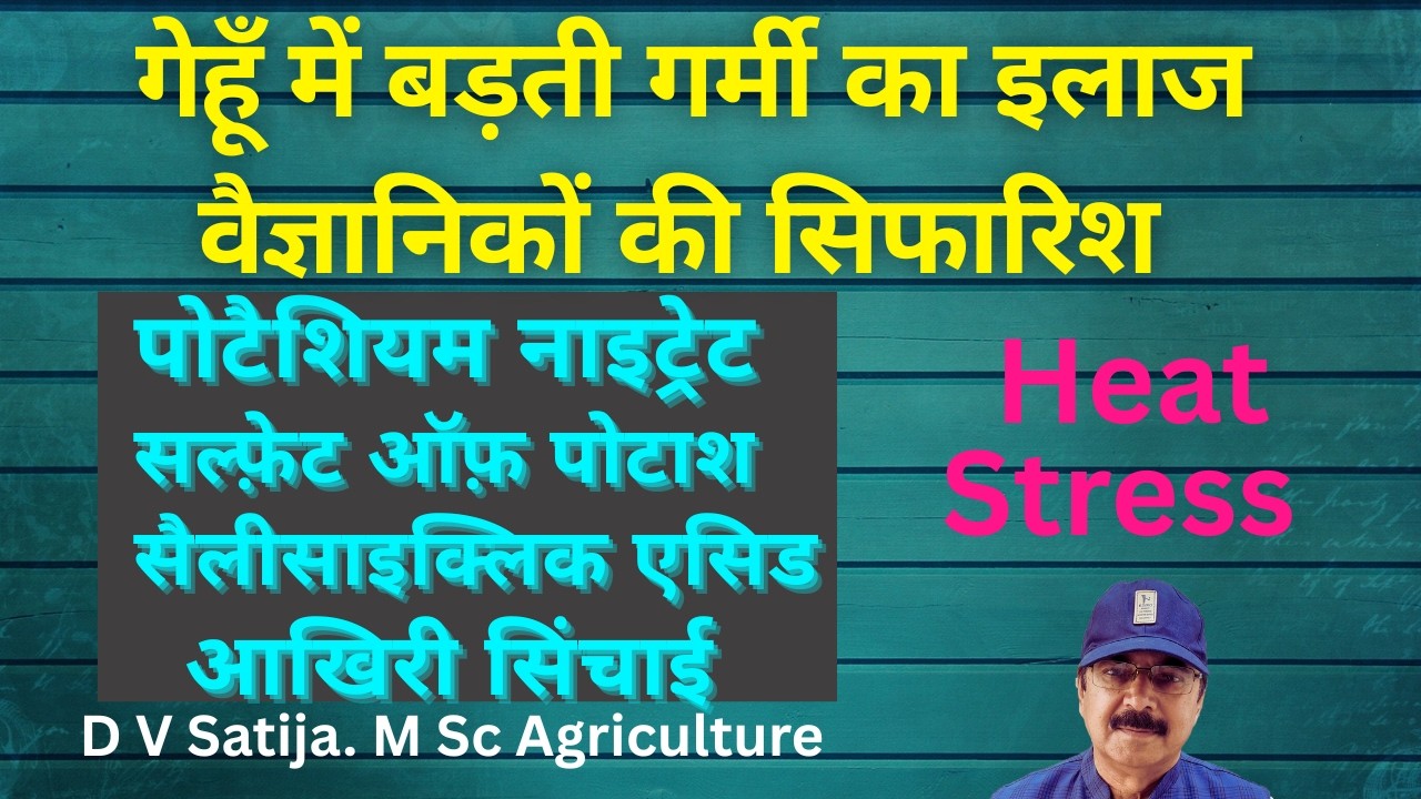 gehu me garmi ka ilaj | बड़ते तापमान से गेहूँ को कैसें बचाएँ | heat stress in wheat | 