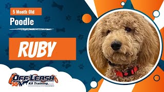 Poodle, 5 Months, Ruby | Best Poodle  Training | Off Leash K9