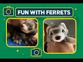 24/7 Ferret Livestream | Cozy Cage Cam of Gene &amp; Honey the Ferrets