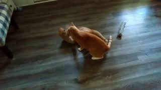 CAT WARS 5