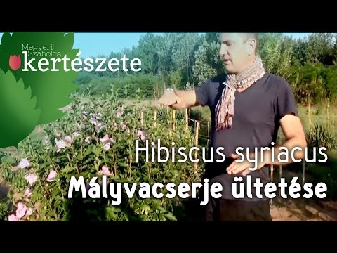 Videó: Mályvavirág – dísznövény a vidéki házában