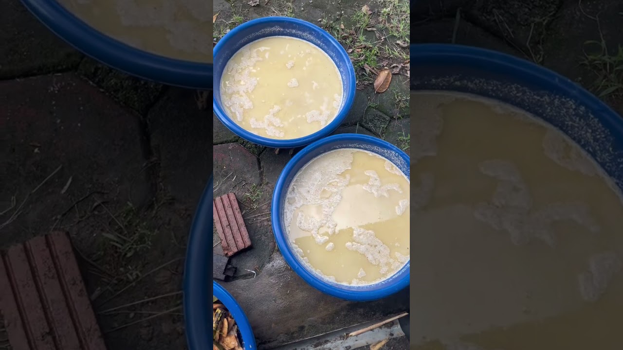 Thử nghiệm nuôi đuông dừa  bằng mía👍👍👍