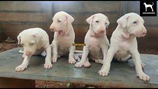 #Rajapalayam #Puppies Of #Champowoods Breeding! #Dogreels #Workingdog #Cutepuppy #Dog #Pets