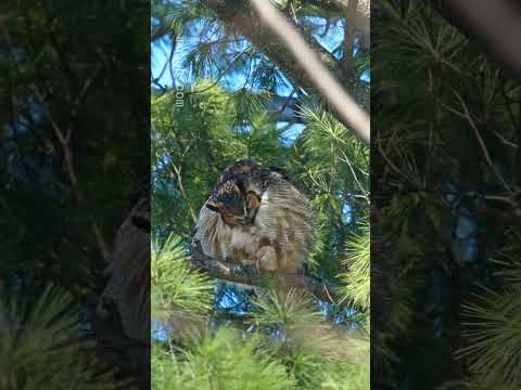 Preening - Great Horned Owl (Bubo virginianus)