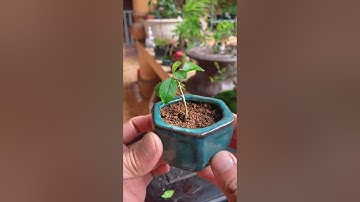 Làm thế nào để cây Bonsai của bạn phát triển tốt trong môi trường chậu cạn? - Phiêu Du Bonsai