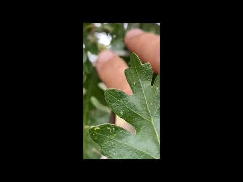 Mogollon Rim Plant Walk - Oaks, Red Root, Wild Geranium