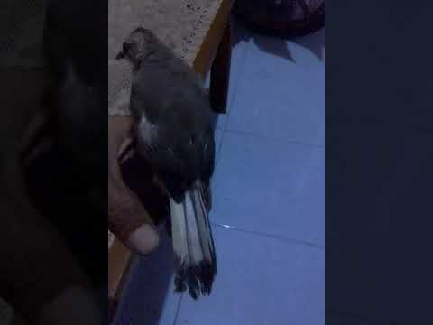 Trucuk Blorok Youtube