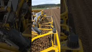 máquina de colher batata