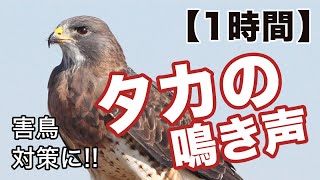 【鳥害対策】鷹の鳴き声・カラス撃退音【ハト、スズメ、カラス、ムクドリ対策に！】