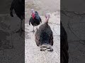 الديك الرمي الفسيفس العراقي  mp3