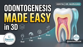 Odontogenesis Made Easy: Tooth Development & Anomalies in 3D | DentAI
