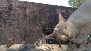 The Cat is rubbing its face on the glass.