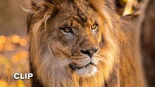 The Brutal Power of Male Lions | Wildlife Icons 102