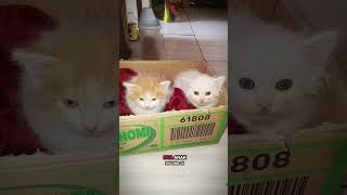 aku di gambar nih guys #cat #nyonyausil #kitten #kittens #kucinglucu #pets #catshorts #catlovers