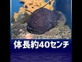 ぴえん過ぎる生き物紹介 アホ!チョウチンアンコウ