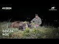 Dzicz noc  infiray  sudecka ostoja 412024 wildboar hunting in poland