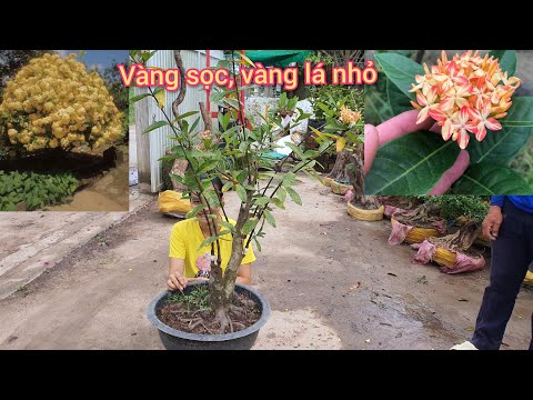 Video Giao lưu cây vàng sọc- trang vàng lá nhỏ đẹp giá rẻ... - youtube