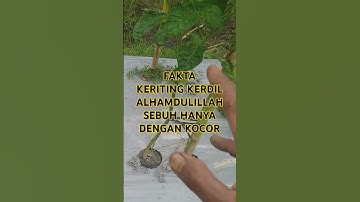 TANAMAN CABE KERITING KERDIL ALHAMDULILLAH MULAI SEBUH