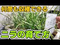 【ベランダ菜園】ニラの育て方まとめ【一度植えるとずっと収穫できる】