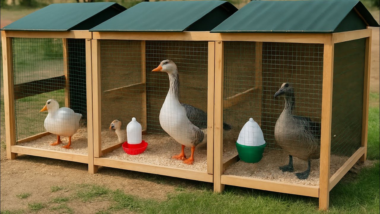 Yeni Kaz ve Ördekler Kümesimde! | Mast Kazı, Büyük Gri  Kaz ve Daha Fazlası