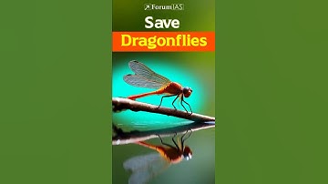 Why Dragonflies Are More Important Than You Think