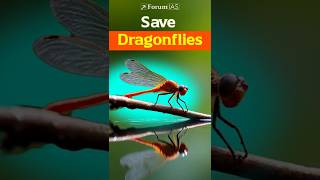 Why Dragonflies Are More Important Than You Think