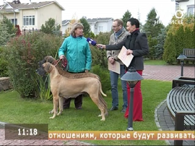 Немецкие доги, что такое спорт?