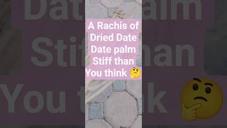 #date #palm #rachis #the #example of #resilience