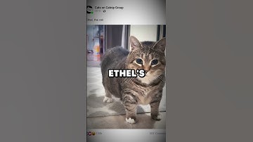 The Origin of the OIIAOIIA Cat Meme #meme #cat