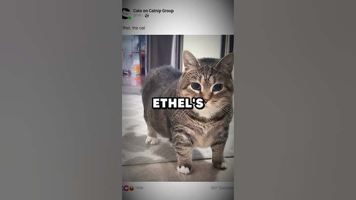 The Origin of the OIIAOIIA Cat Meme #meme #cat