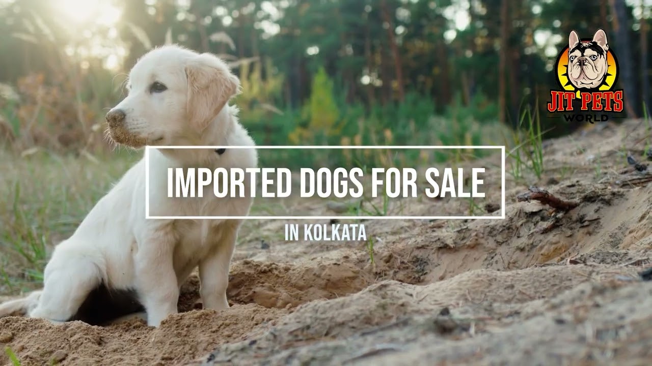 Imported Dogs for Sale in Kolkata | Jit Pets | Exclusive Breeds Available!