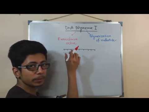 DNA polymerase 1