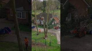 Famous Start to finish Beech removal. #arborist #arbortec #treework #rigging Wealth