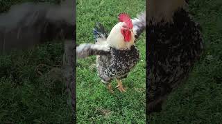 Mr. Ficchar flaps his wings and shakes his head #shorts #short #funny #rooster Mr. Ficchar flaps his wings and shakes his head #shorts #short #funny #rooster
