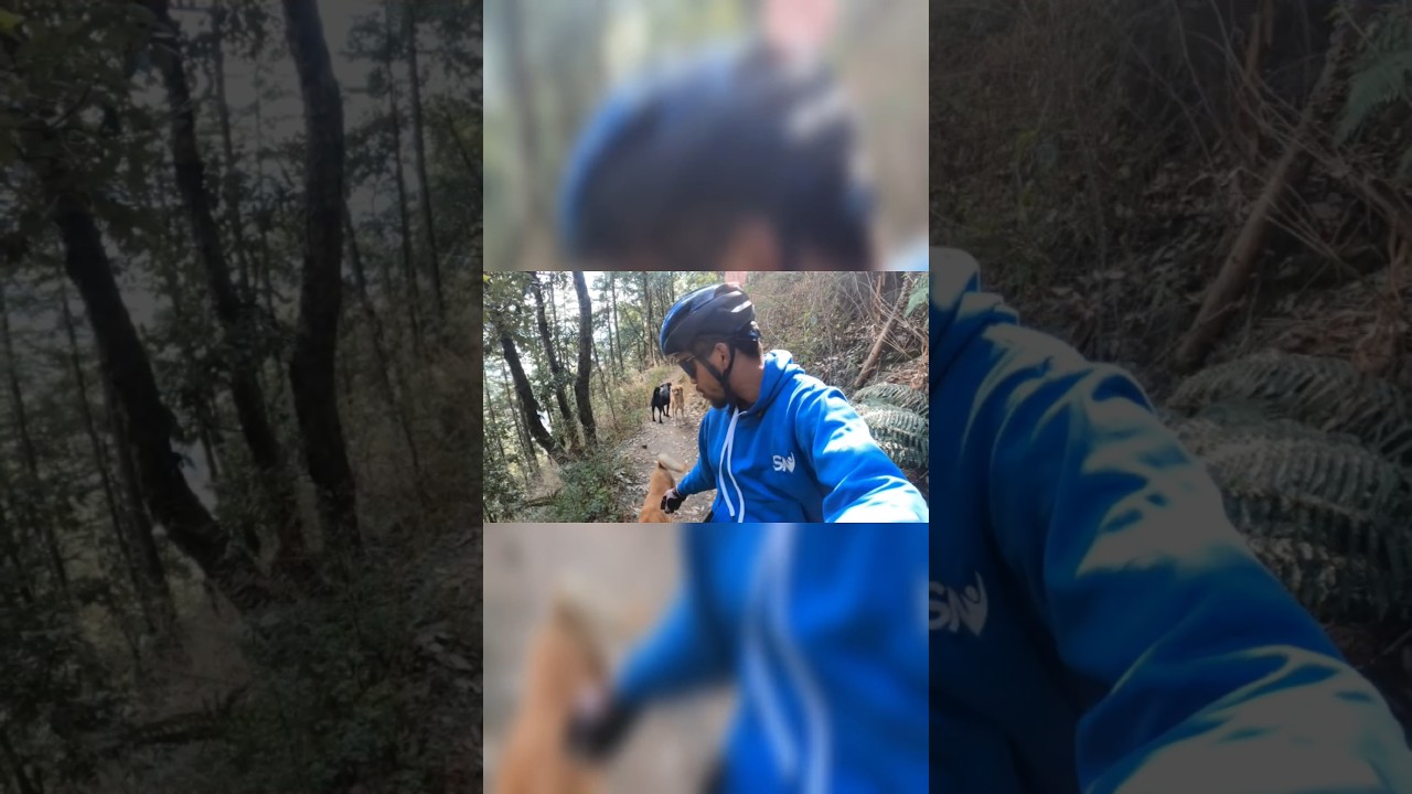 Dogs attack on trail. 