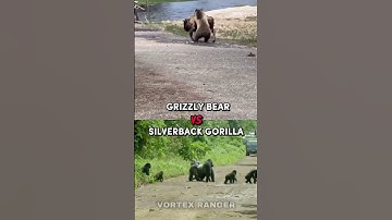 Grizzly Bear VS Silverback Gorilla #shorts #wildlife #animals