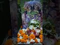 বাড়িতে  নরসিংহ দেবের পুজো 🙏🏻🌷 #bhakti #viralshots