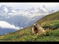 BOODOG  Murmeltier kochen in der Mongolei, To cook a groundhog marmot  in mongolia