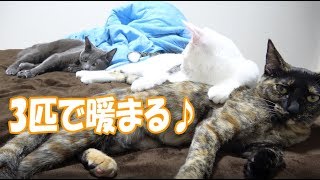 肌寒い日の猫たち - A cat on a chilly day -