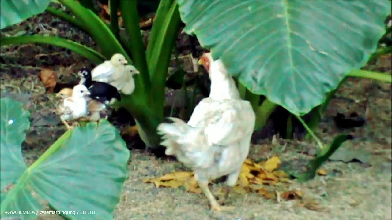 Anak Ayam Dengan Induknya YouTube