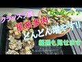 【多肉植物】クラッスラ属を増やしたい