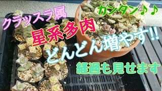 【多肉植物】クラッスラ属を増やしたい