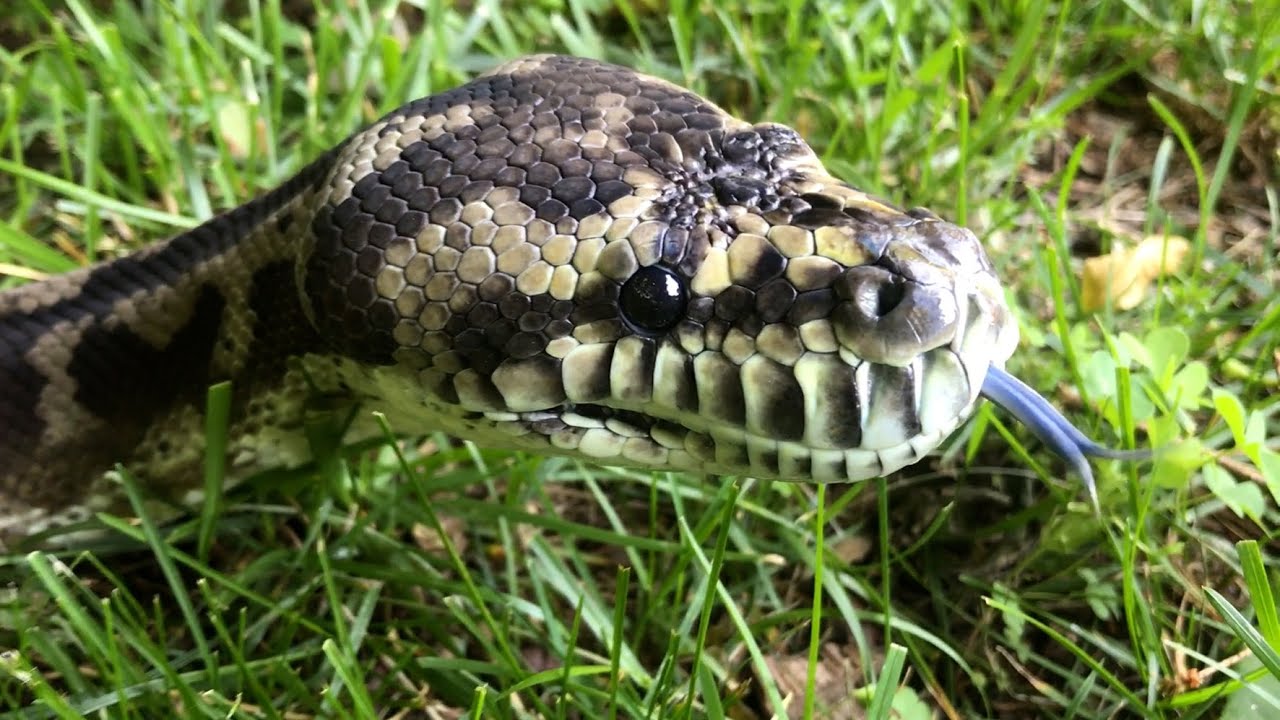 Python Drinking & Close-ups of Head - YouTube