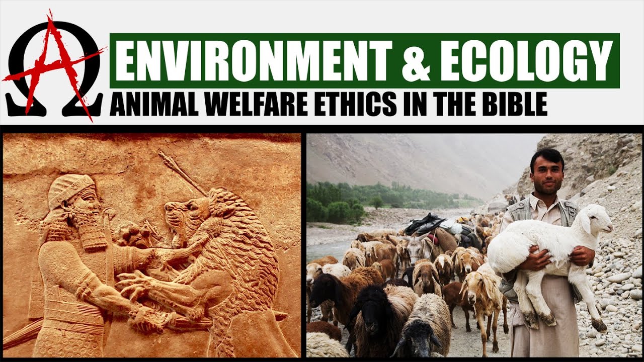 Environment & ecology: animal welfare ethics in the Bible