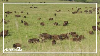 U.S. Bureau of Land Management is pushing to have bison herds moved from Montana's public lands