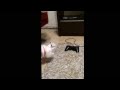 猫 あまちゃん メス 雑種 PS3コントローラバイブの振動と格闘
