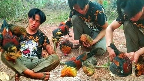 กับดับไก่ป่าได้3แต้มสุดยอดcuab qaib qu mag zoo hee